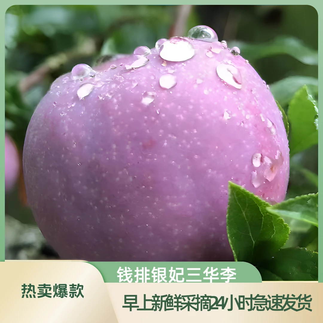 钱排银妃特产三华李产地现货采摘发货中果大果皮薄肉厚酸脆爽口