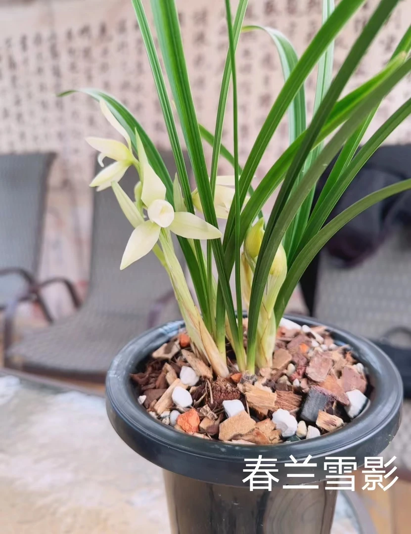 春兰雪影 滋兰兰园精品兰花