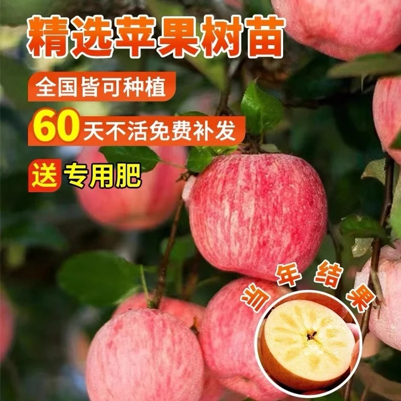 苹果树果苗嫁接盆栽红富士苹果苗南北方栽种耐寒室外地栽当年结果