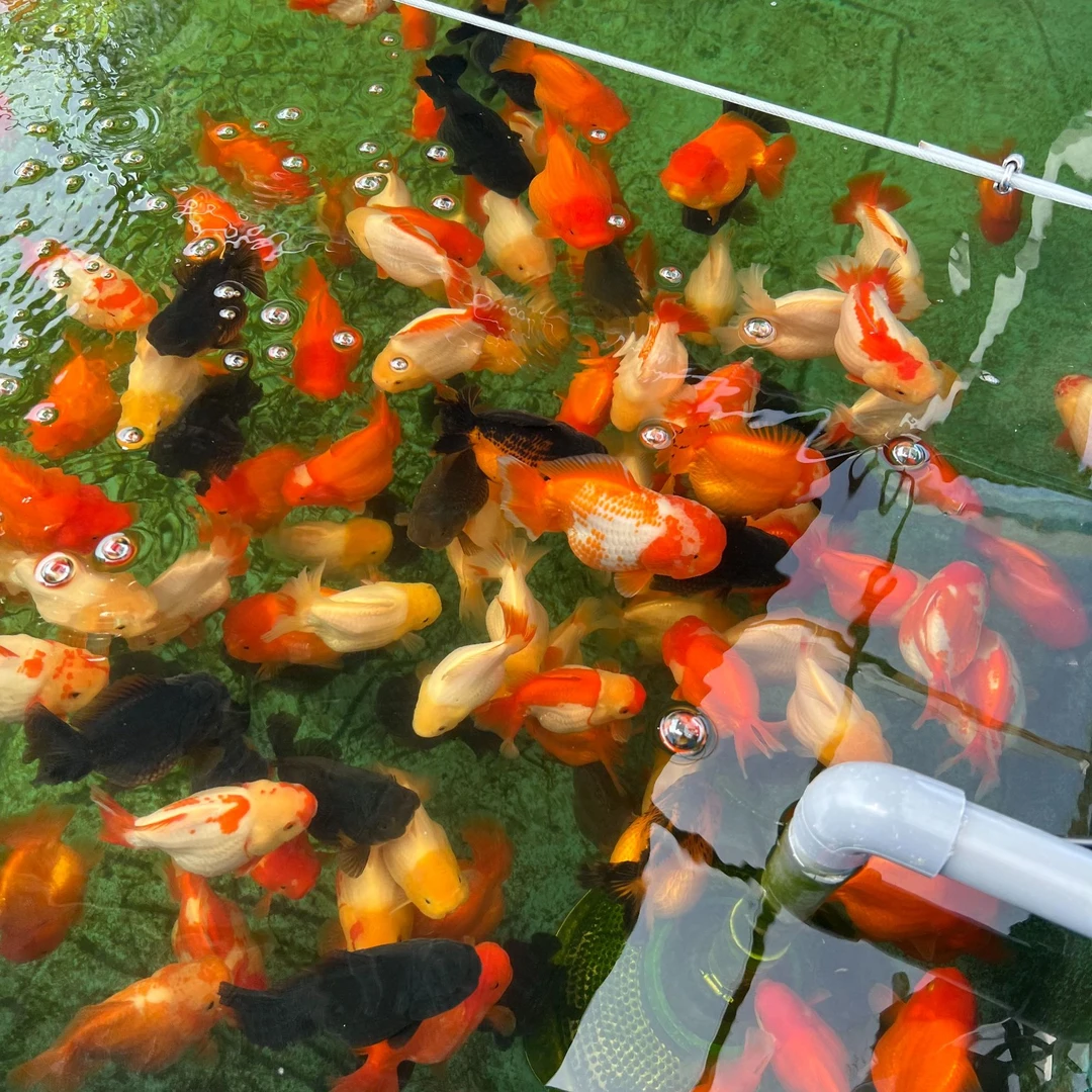 拍前请看链接详情  泰狮兰寿金鱼包邮 私拍不发货