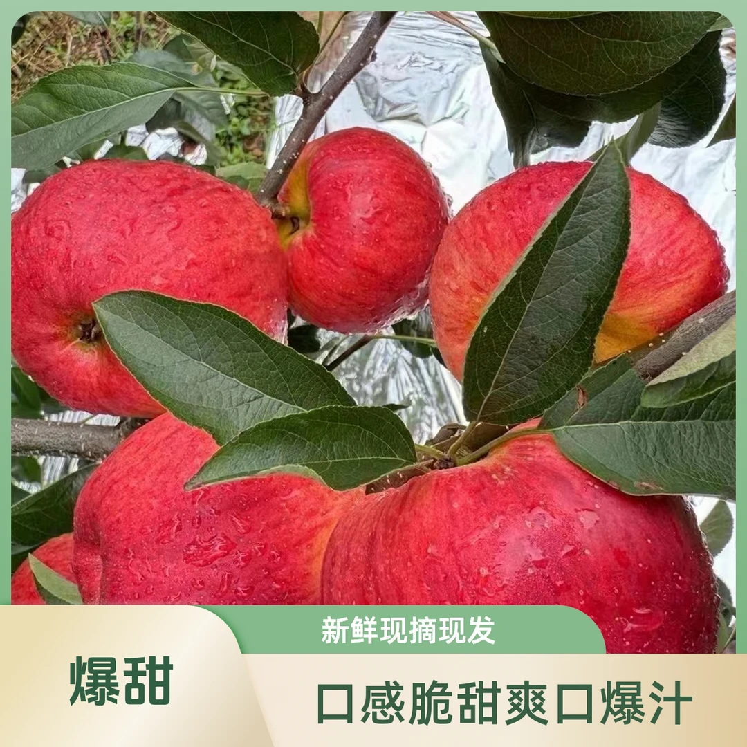 【爆甜}云南昭通丑苹果 冰糖心苹果纯甜无酸红露苹果 脆甜爽口爆汁
