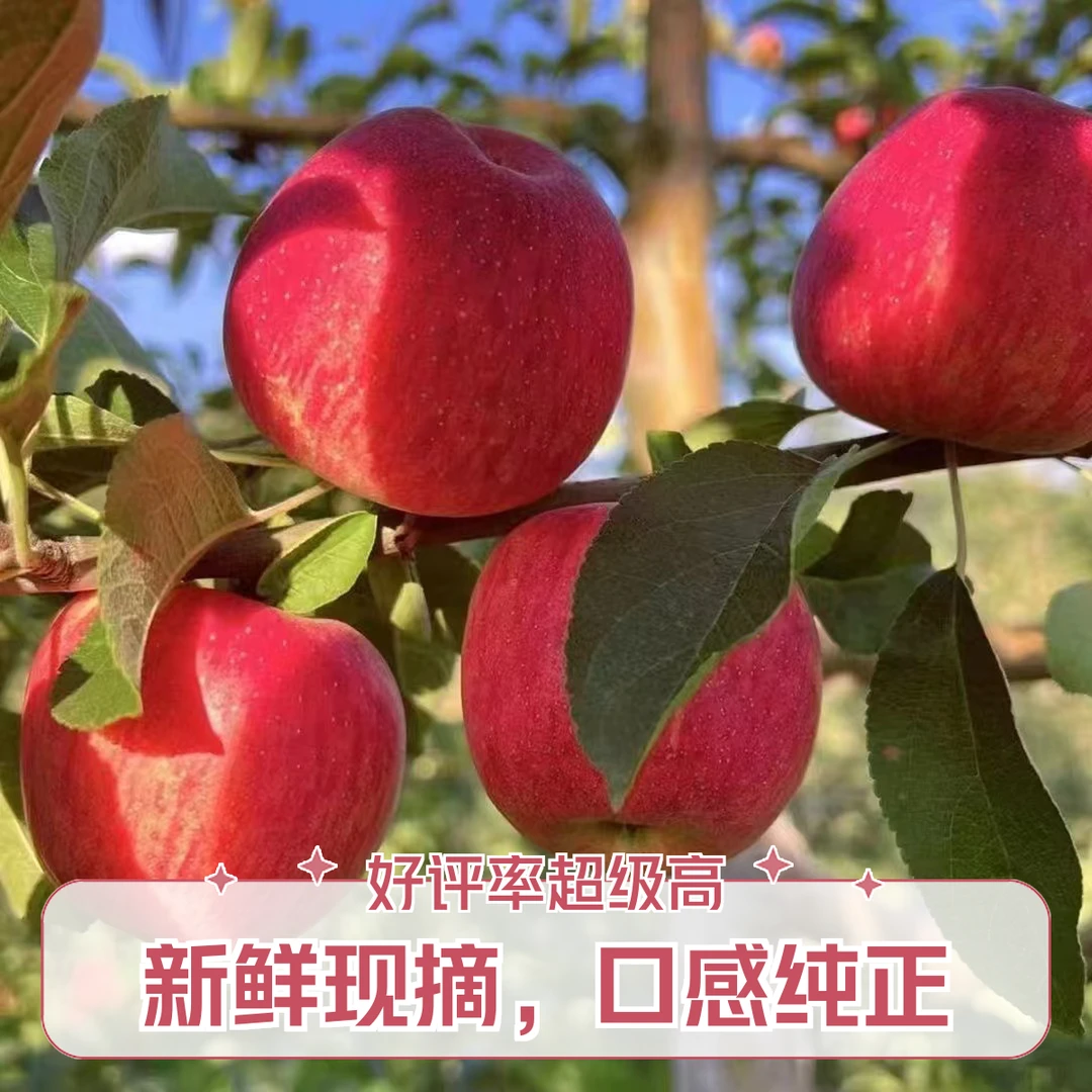 【爆甜】云南昭通丑苹果 冰糖心苹果纯甜无酸果味十足苹果 水果