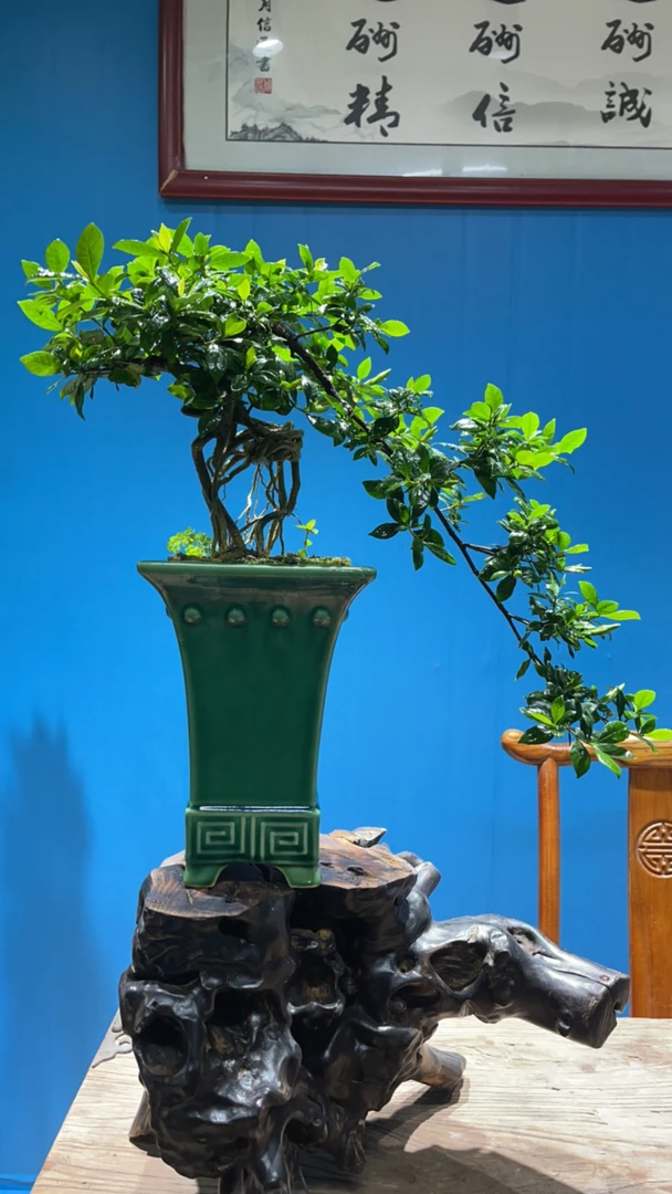 根意临水栀子花盆景