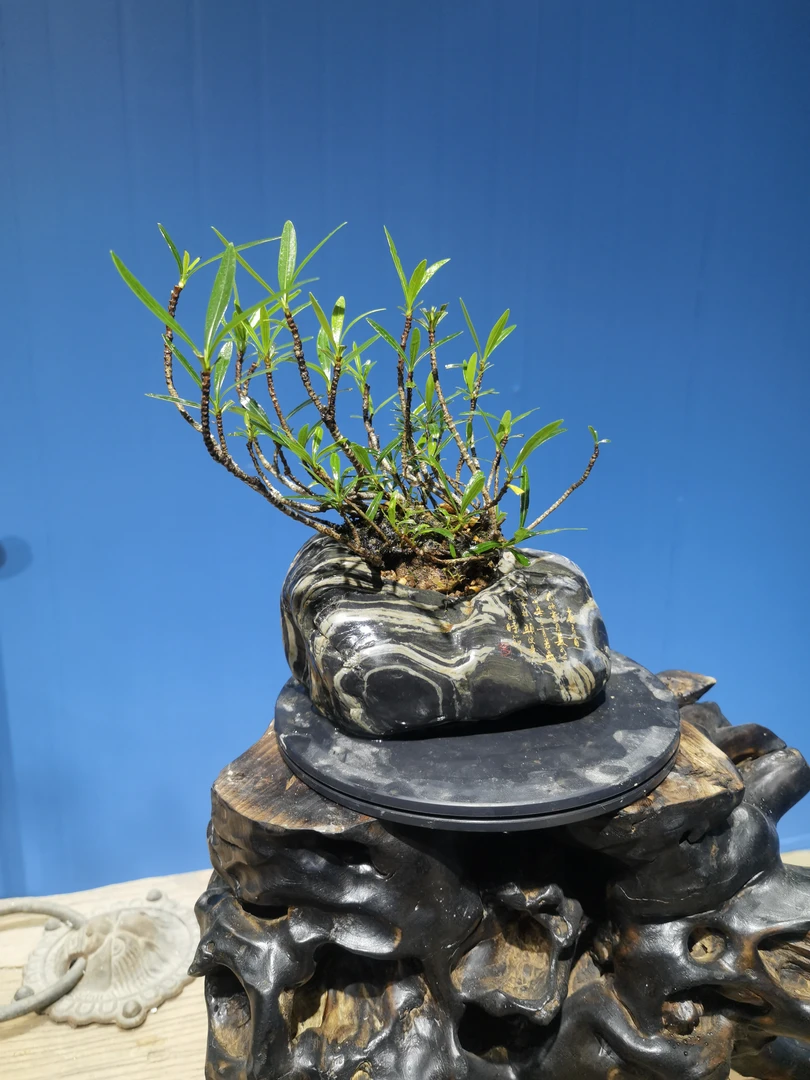 奇石栀子花盆景--默语盆景