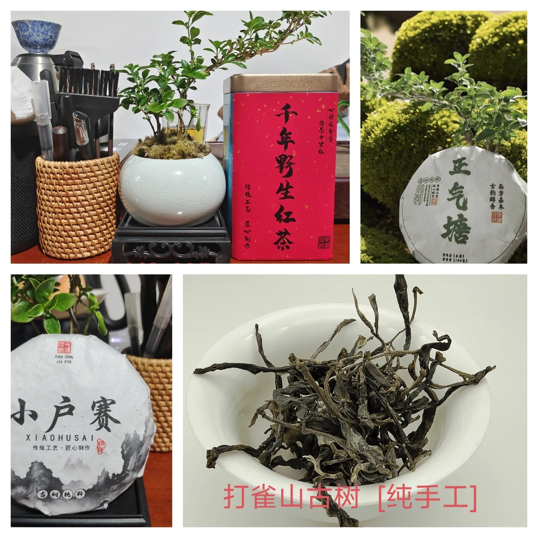 新人礼包《千年古树野生红》《2019小户赛[春]》《正气塘》《打雀山古树》