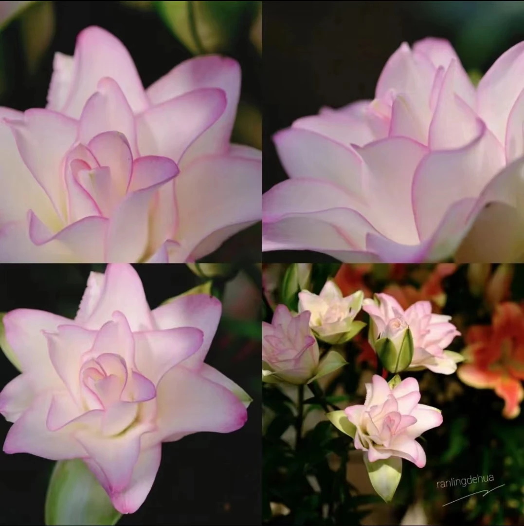 四季可种1颗 16/18【冰美人】重瓣香水百合花球