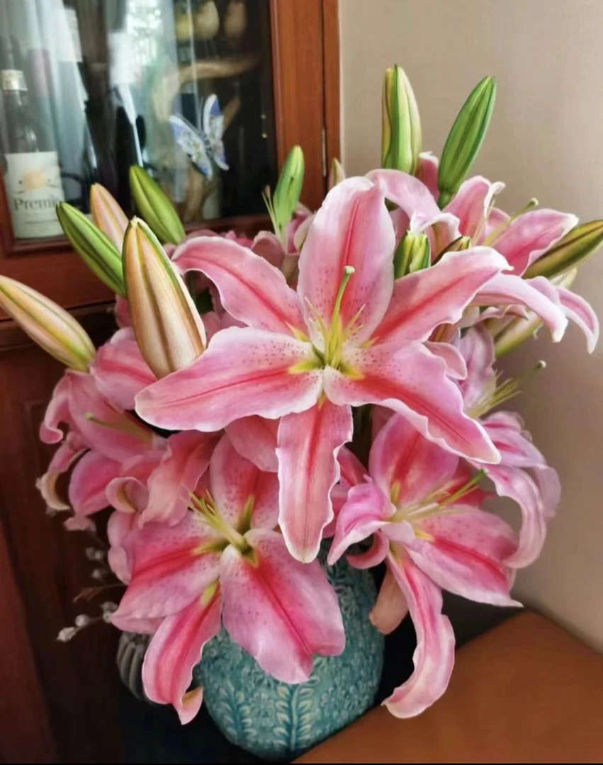 四季可种1颗（罗蒂）进口香水百合花球