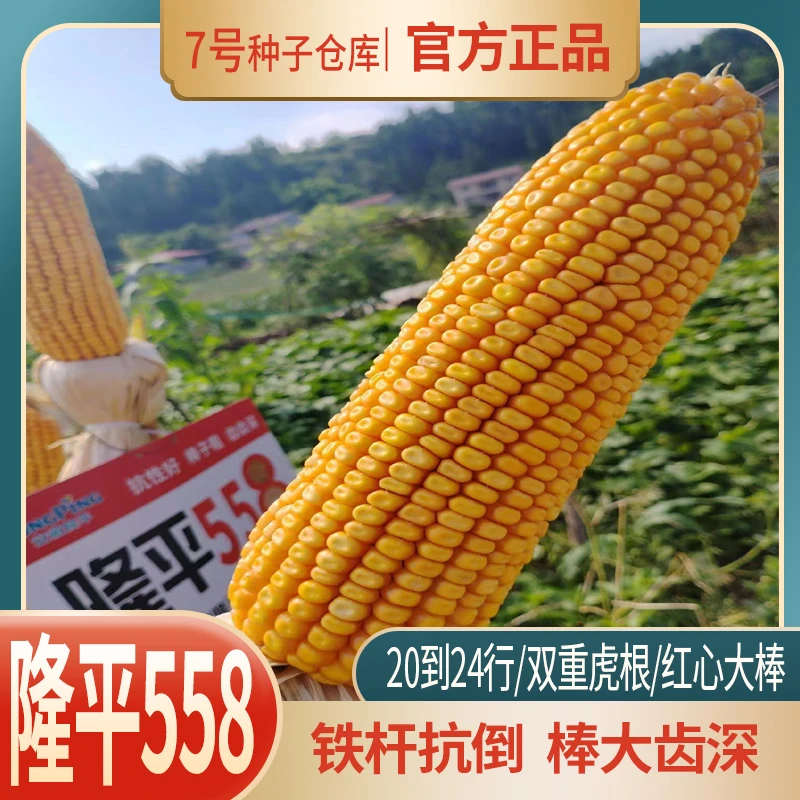 隆平558双国审高产大棒玉米抗倒红轴玉米种子