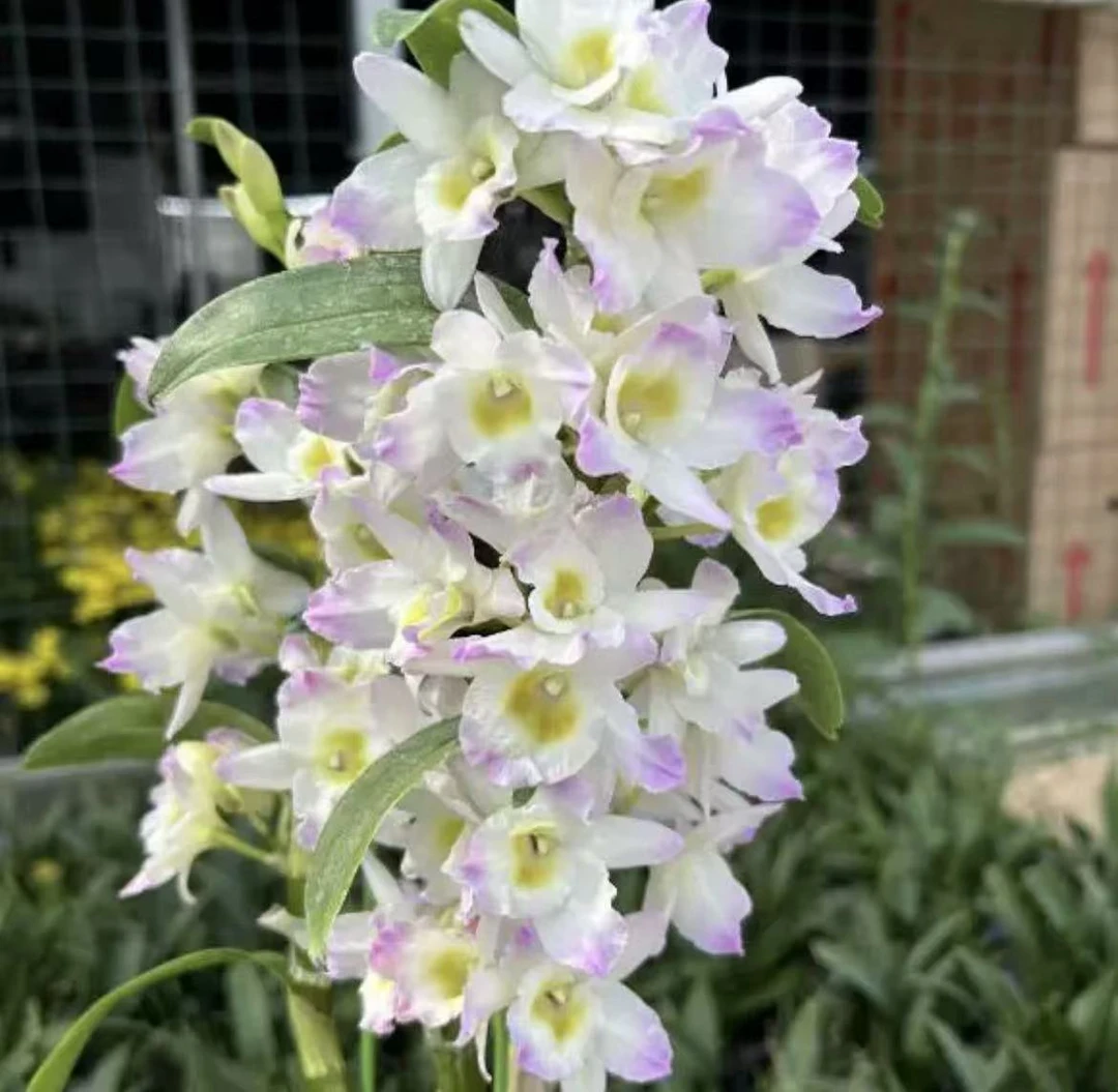 石斛兰春石斛大量花苞发货