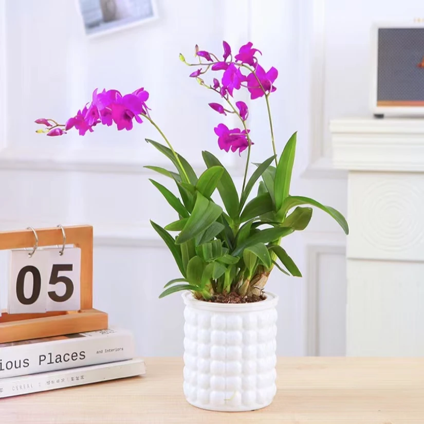 红泼墨石斛兰买一送一（共2-3花剑）