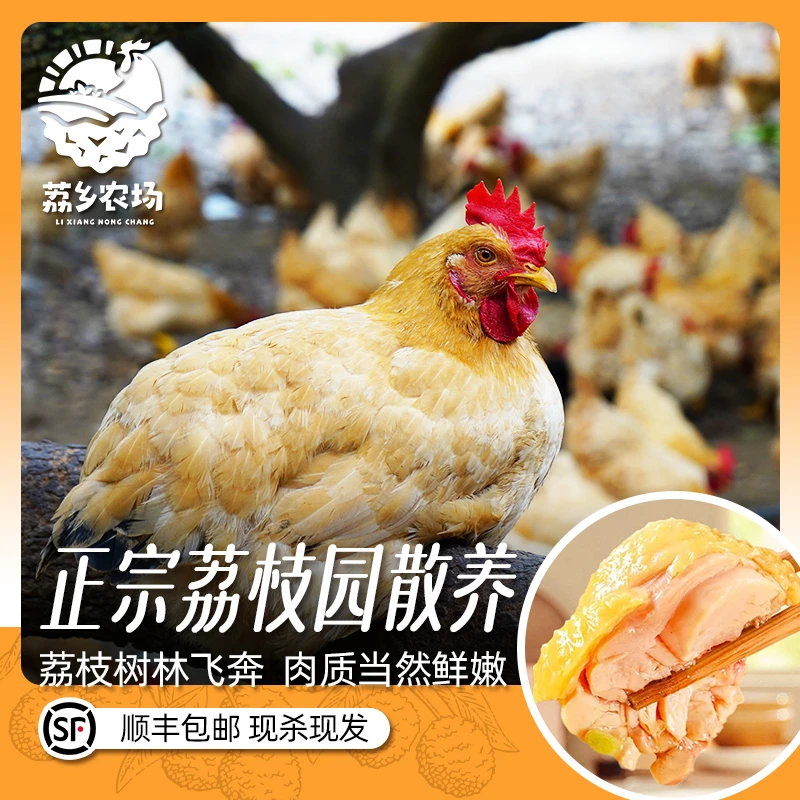 【冰鲜】荔乡凤农家果园散养220天土母鸡项白切炖汤（顺丰包邮）