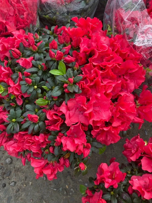 红宝石杨梅红杜鹃花盆栽原盆原土带花苞发货