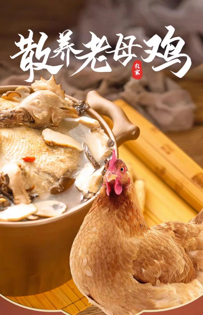 改价链接农村散养土鸡走地鸡金标黄油老母鸡煲汤农产品食用新鲜