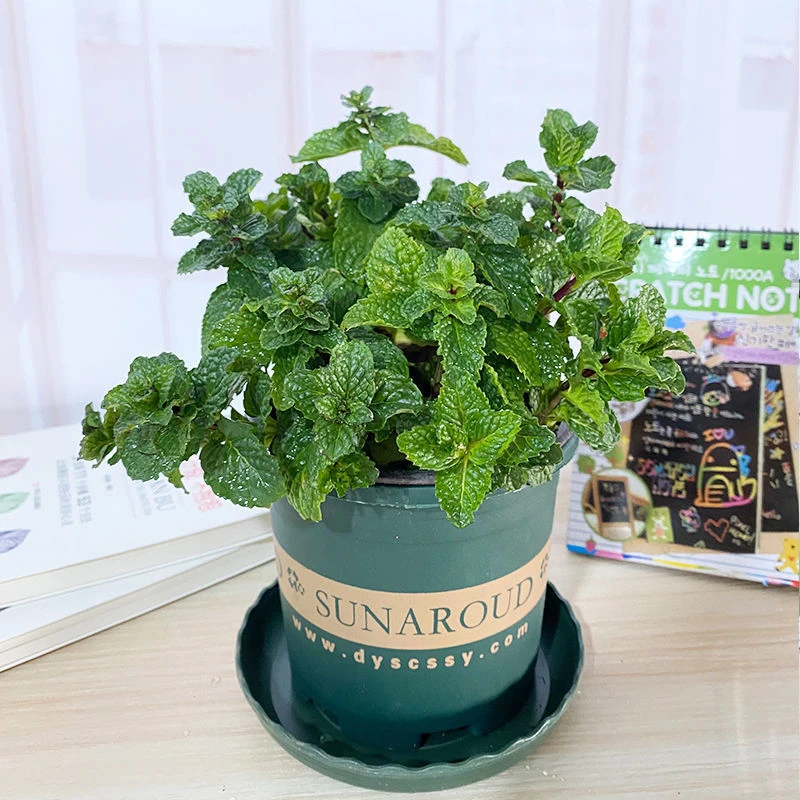 【春夏食用驱蚊】可吃薄荷盆栽薄荷叶驱蚊草植物薄荷苗留兰香