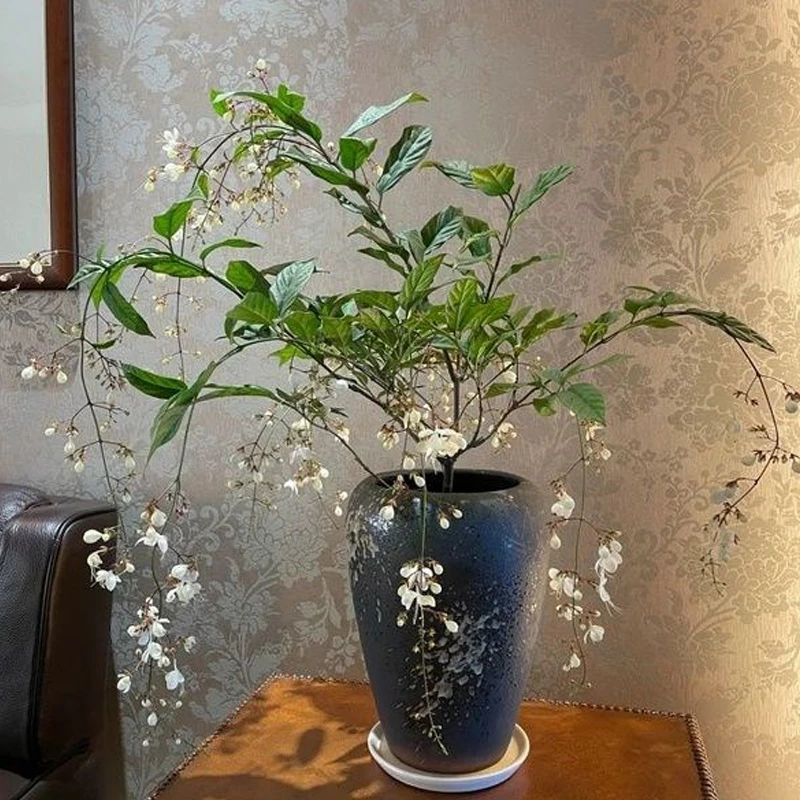 垂丝茉莉带花苞盆栽四季开花白玉蝴蝶稀有花卉室内垂吊植物小花苗