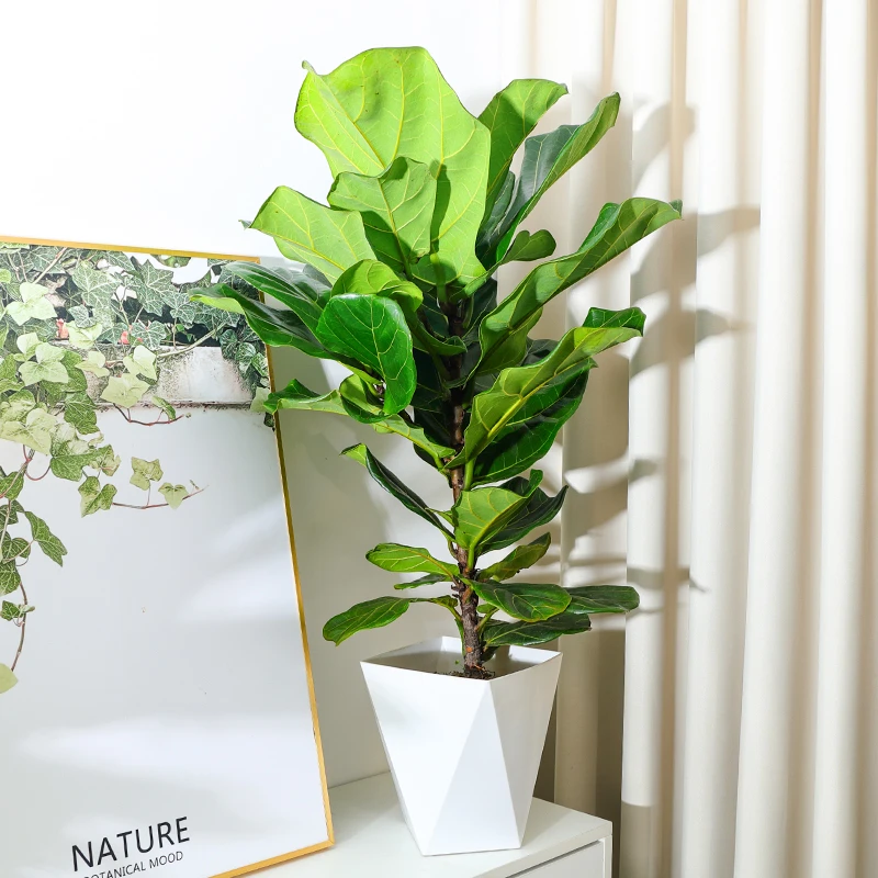 琴叶榕大盆栽客厅北欧大叶型植物独杆新趣味室内老桩观叶绿植优雅