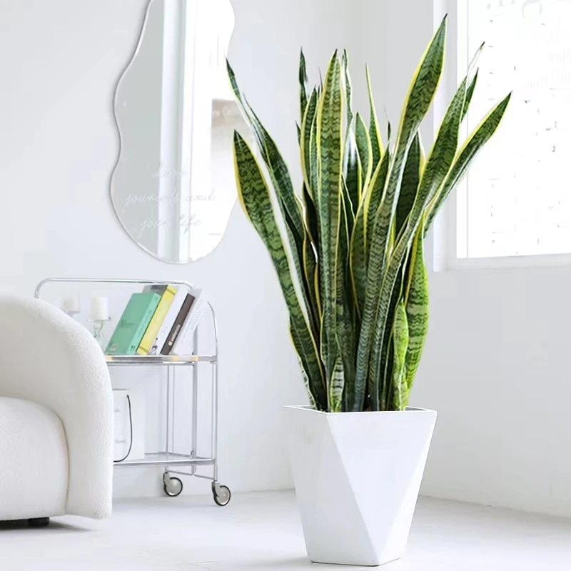 新品网红钻石盆北欧风绿植金边虎皮兰室内好养易活净化空气大盆栽