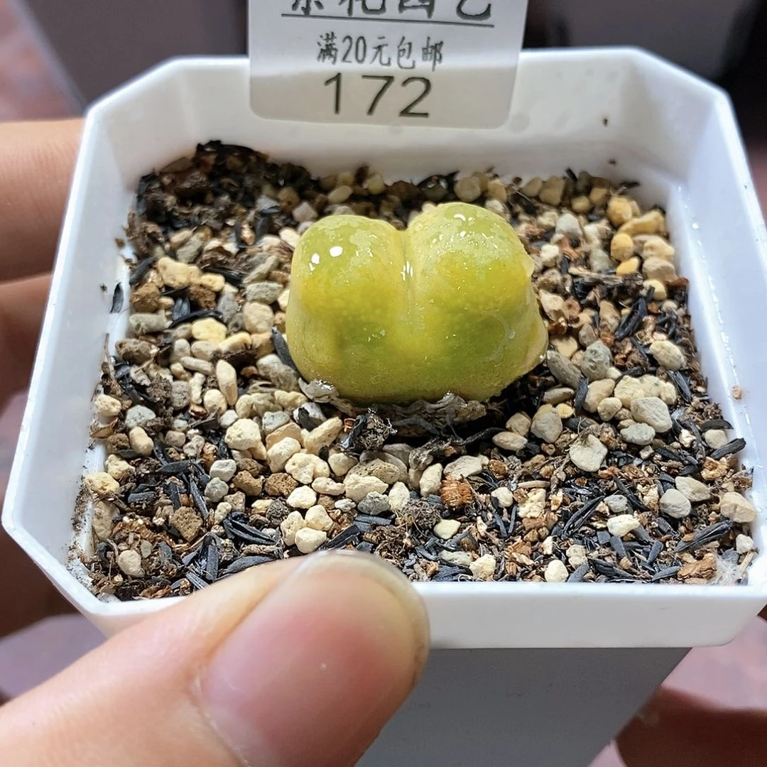 172、绒面毛、带盆土发货