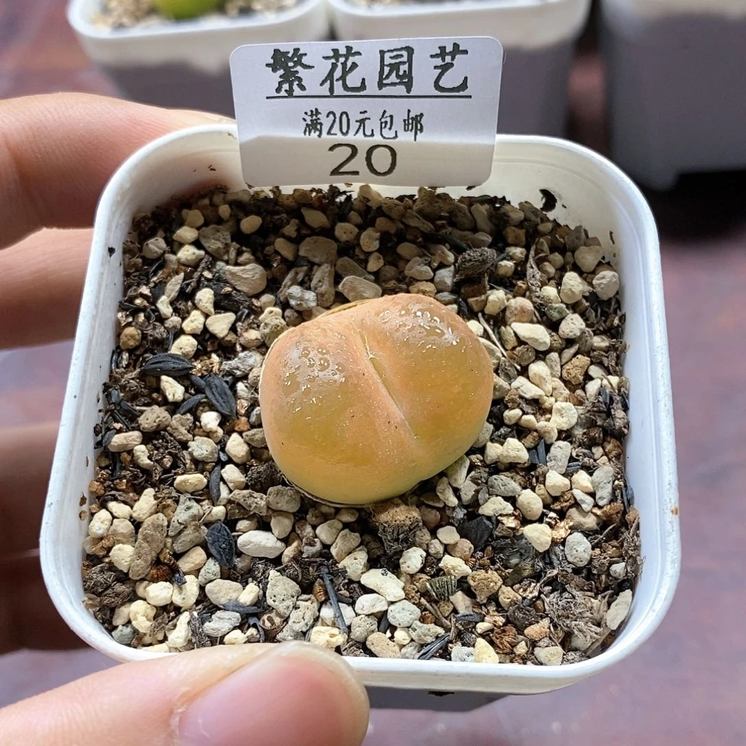 20、绒面毛、带盆土发货