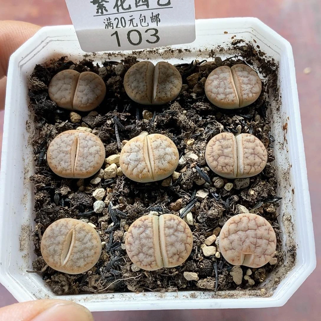 103、394Ｂ粉体荒、带盆土发货