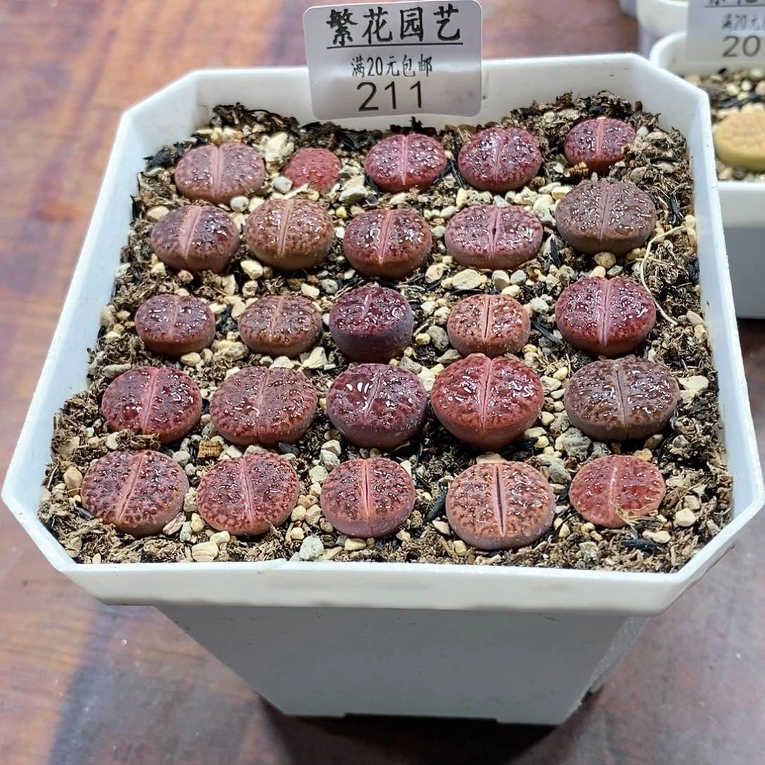 211、紫石榴、带盆土发货