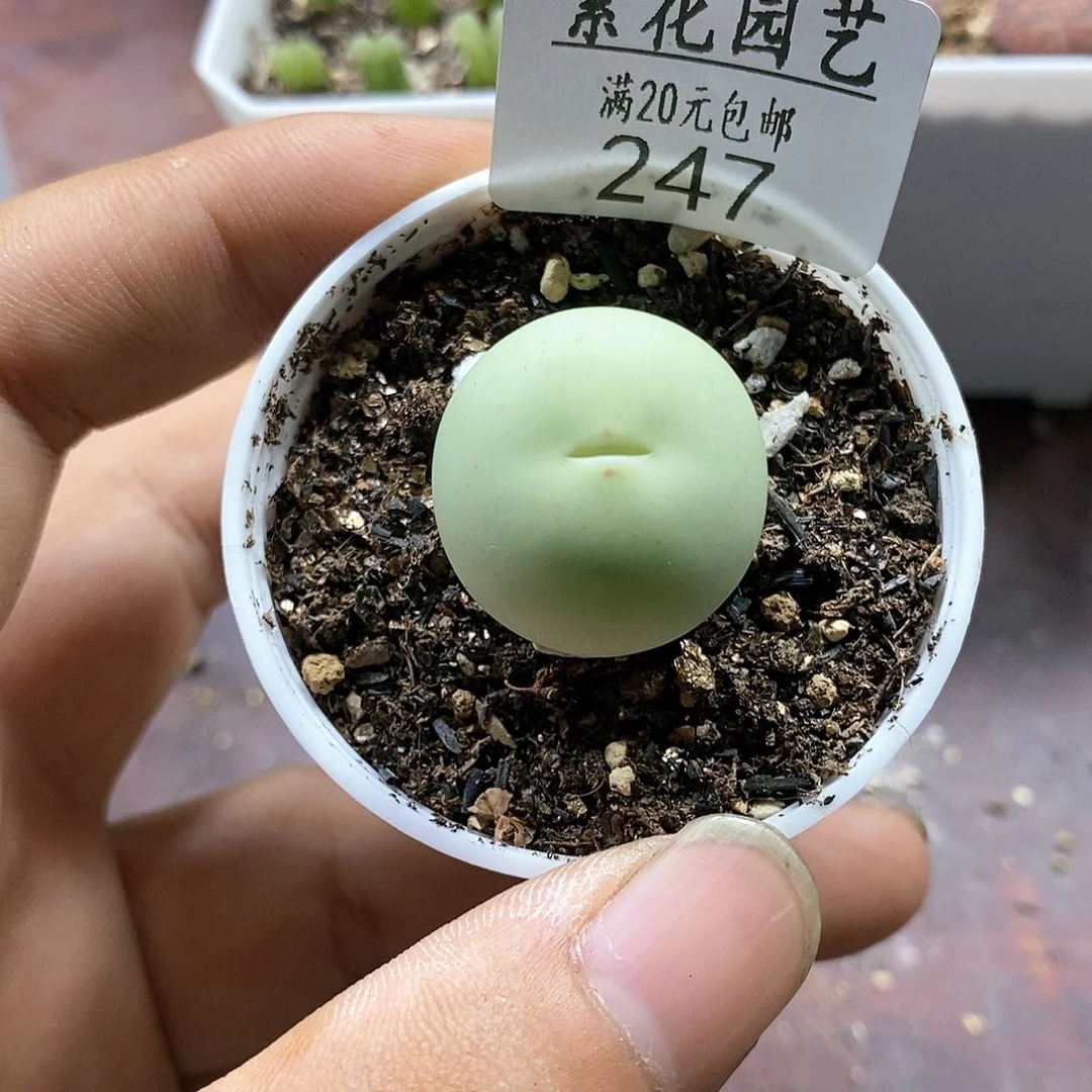 247、鸽子蛋、带盆土发货