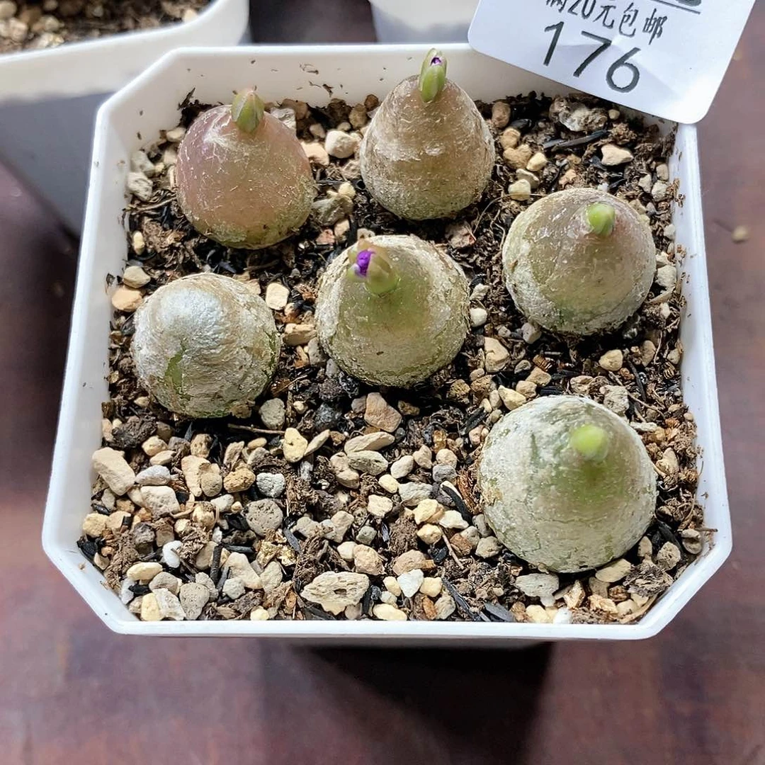 176、灯泡、脱土发货