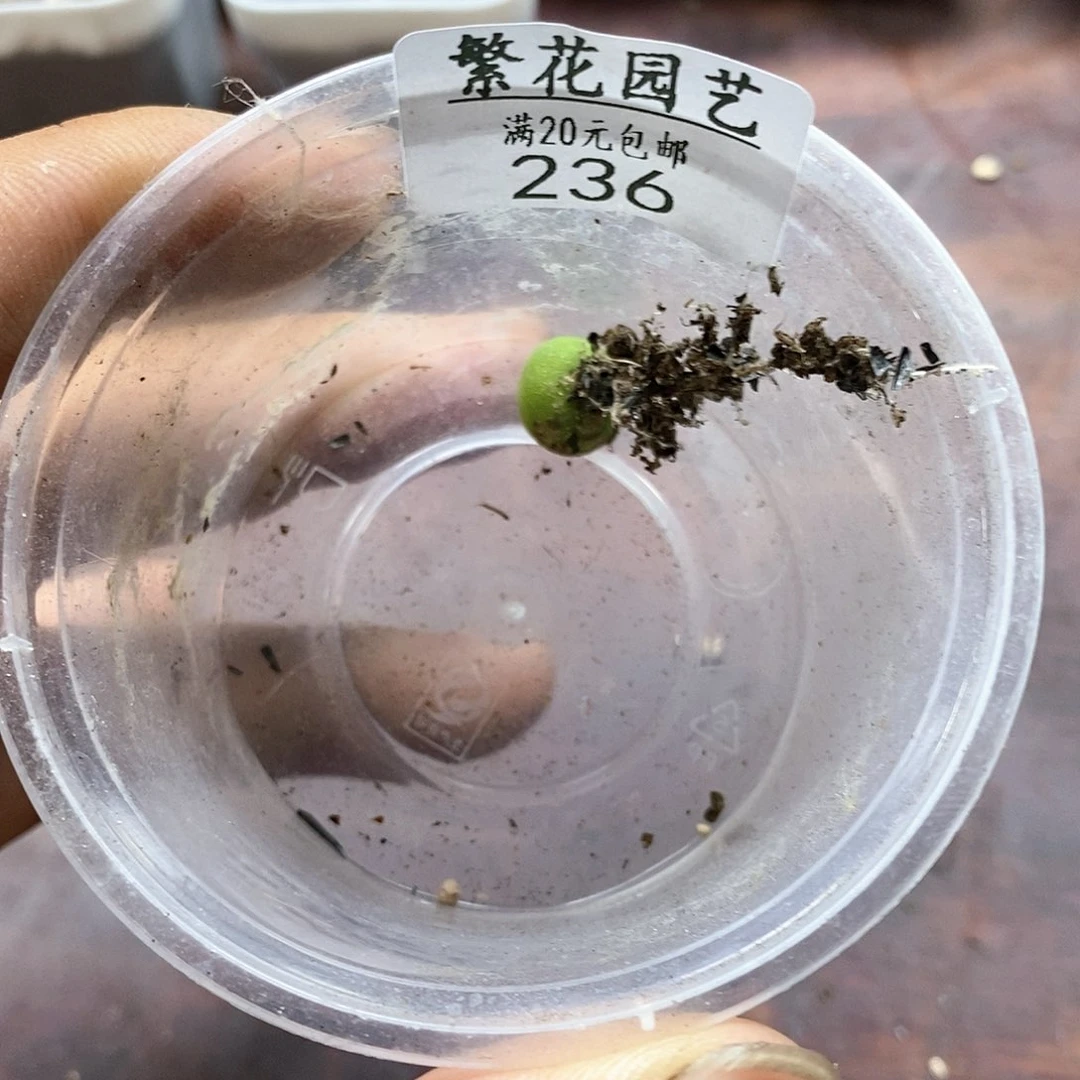 山*236、拉登、脱土发货