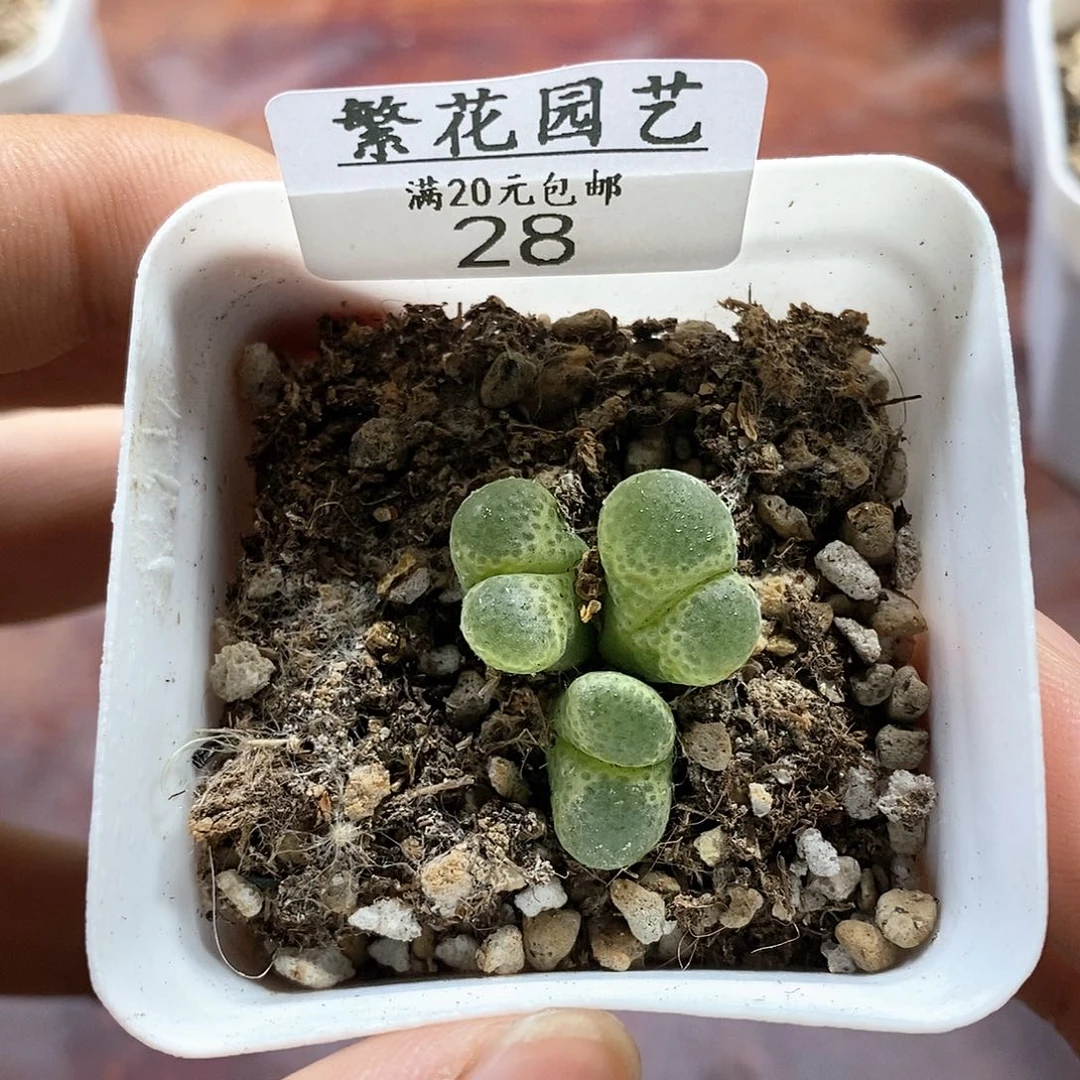 28、母本风铃、带盆土发货