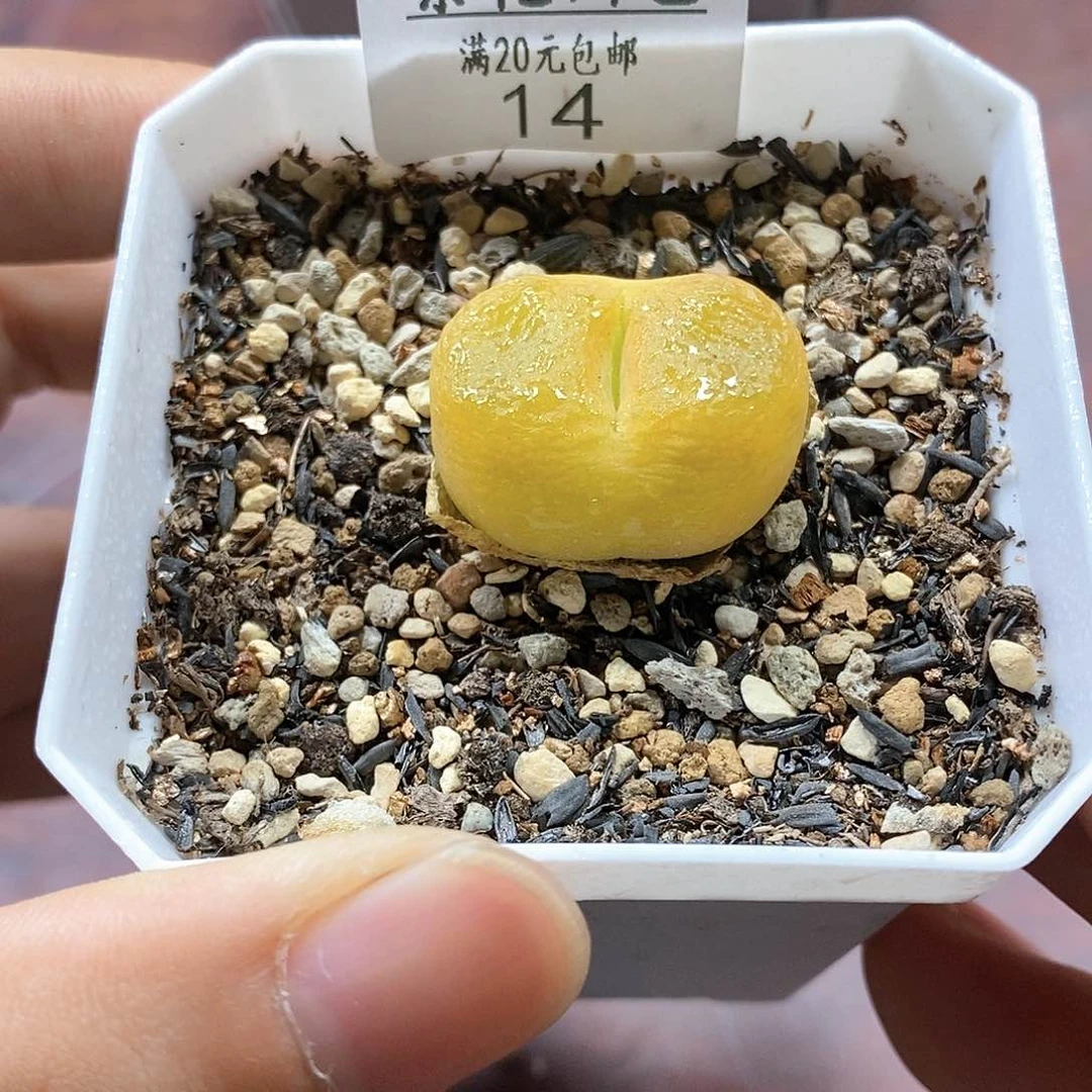 14、绒面毛、带盆土发货