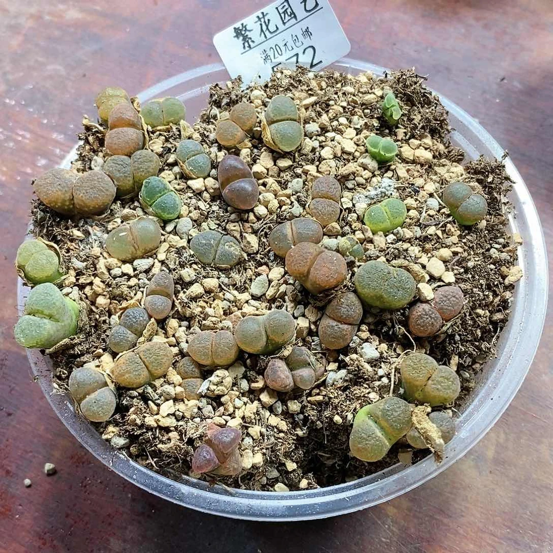 572、风铃、带盆土