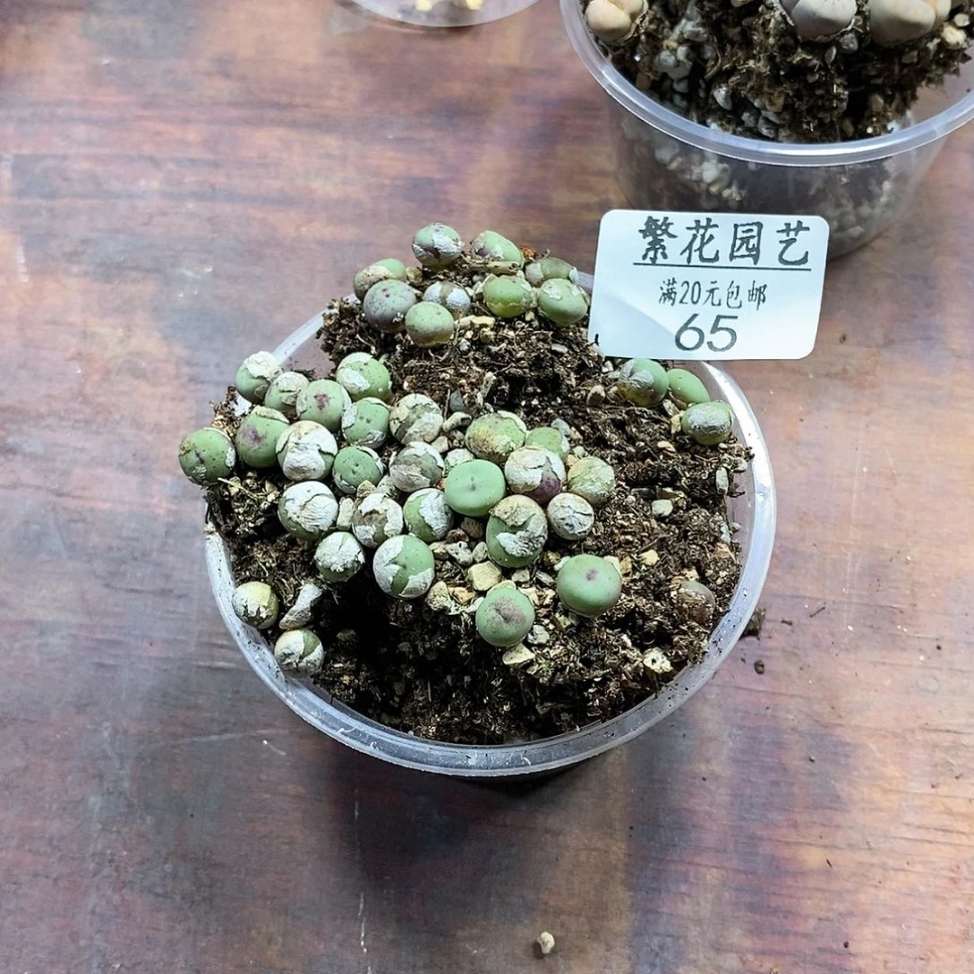 65、小红嘴、带盆土发货