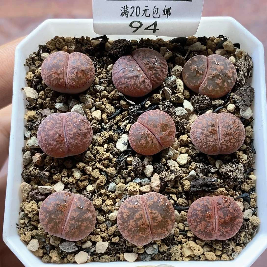 94、酒红紫萱、带盆土发货