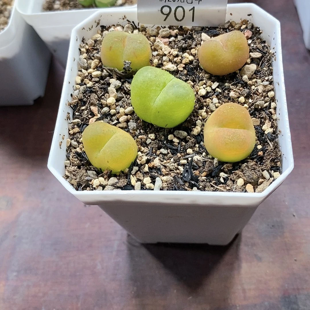 901、彩毛、带盆土发货