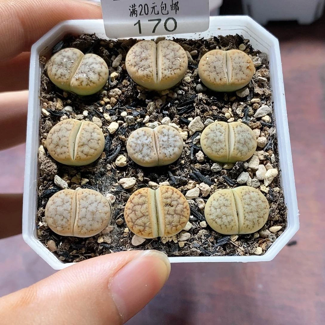 170、394Ｂ荒、带盆土发货