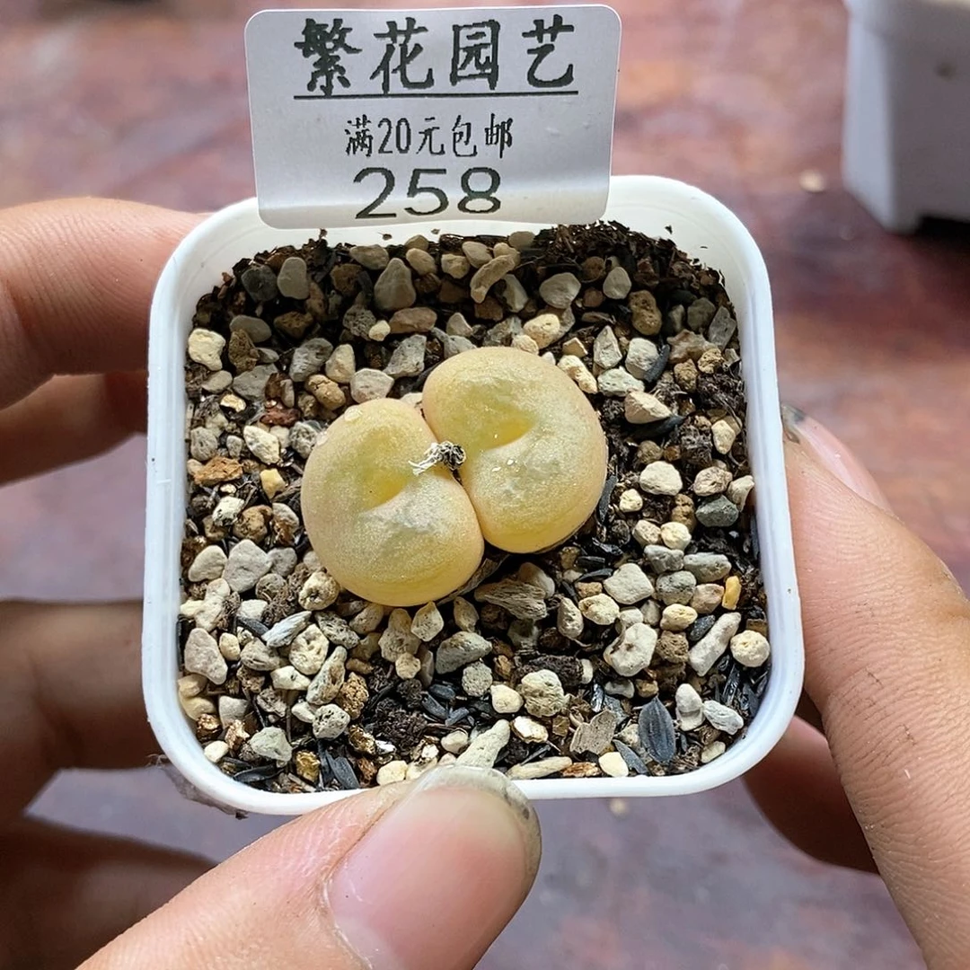 258、双头空卡、带盆土发货