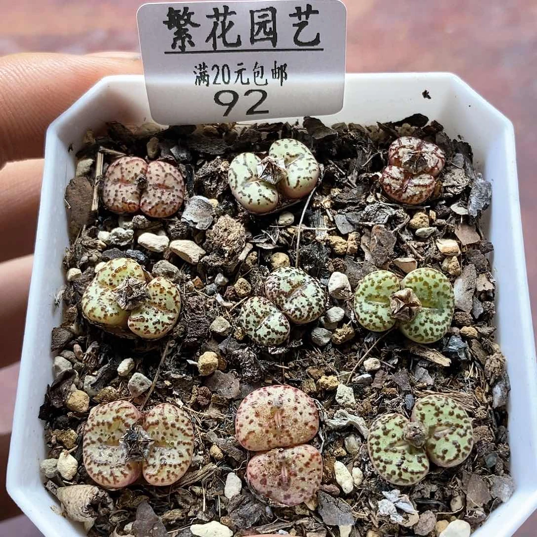 92、安贞、带盆土发货