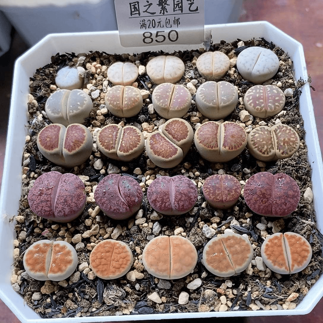 850、混、带盆土发货
