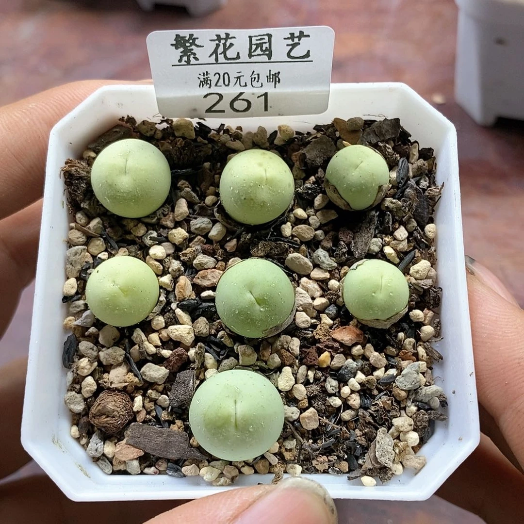 261、鸽子蛋、带盆土发货