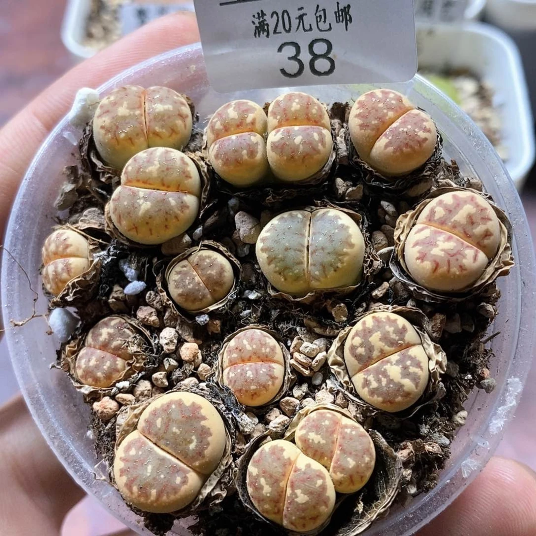 38、丽虹、带盆土发货