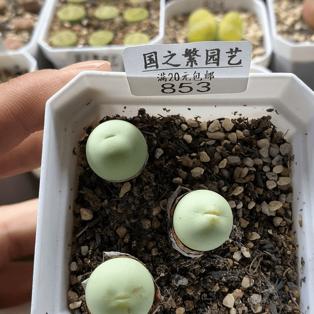 853、鸽子蛋、带盆土发货