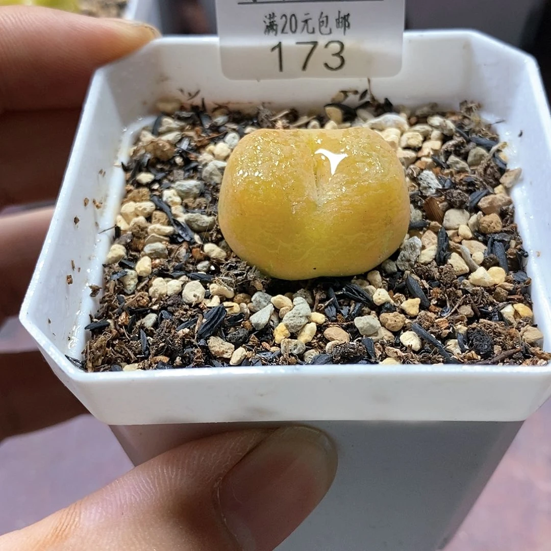 173、绒面毛、带盆土发货