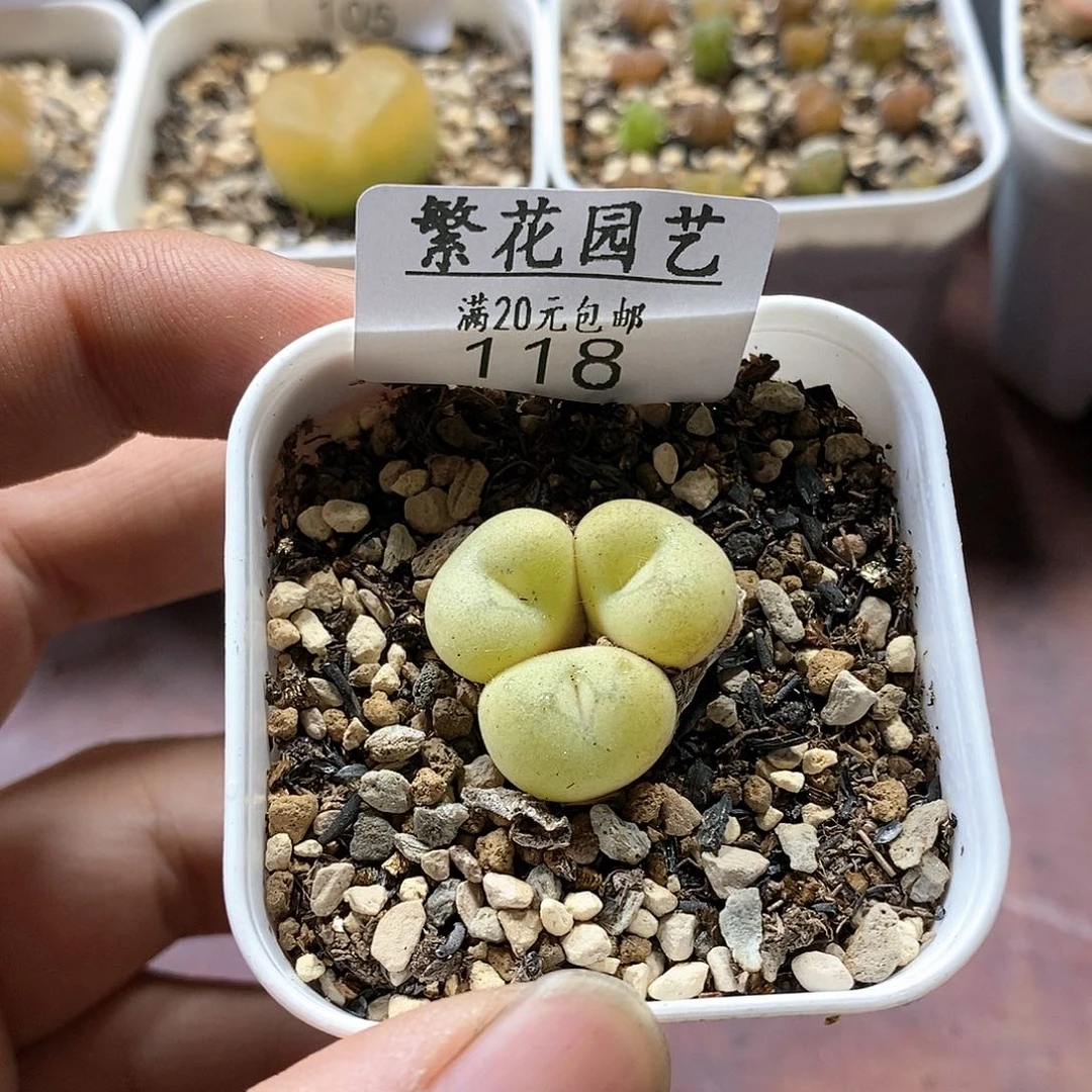 118、三头空卡、带盆土发货