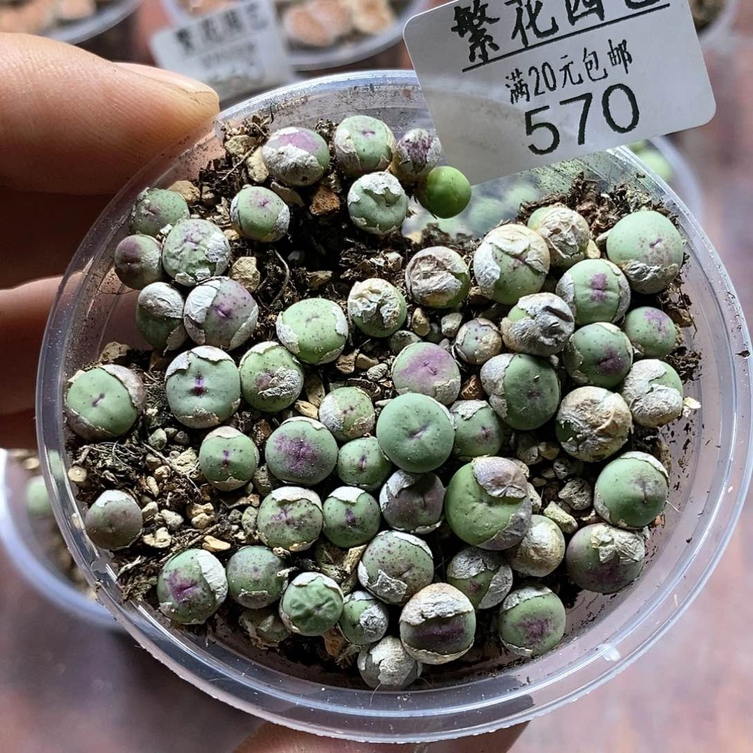 570、小红嘴、带盆土