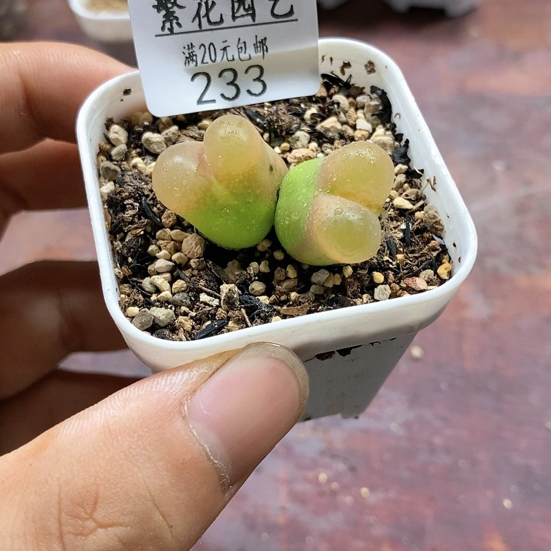 233、绒面毛、带盆土发货