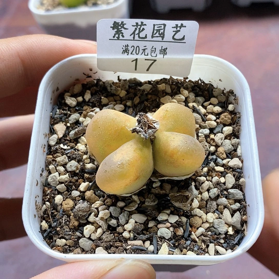 17、绒面毛、带盆土发货