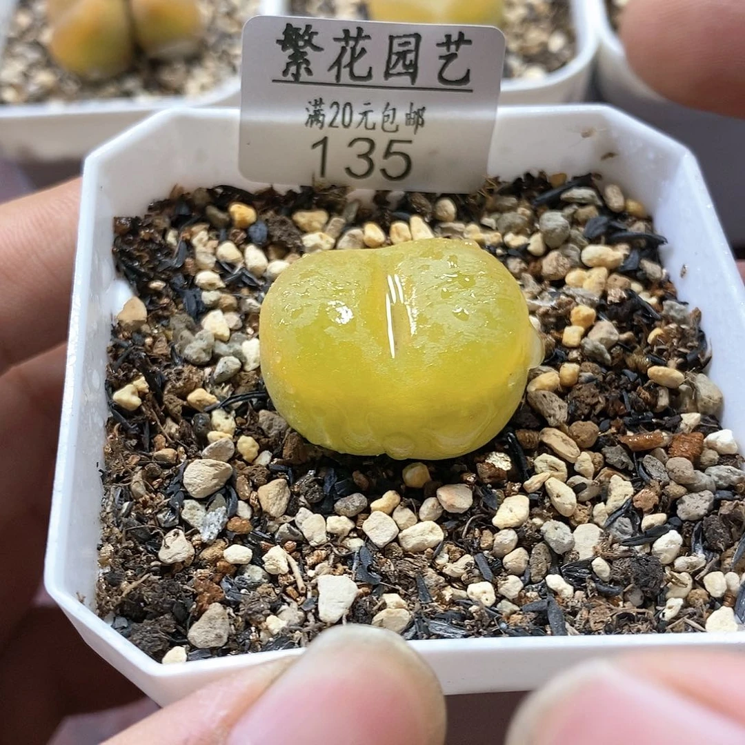 135、绒面毛、带盆土发货