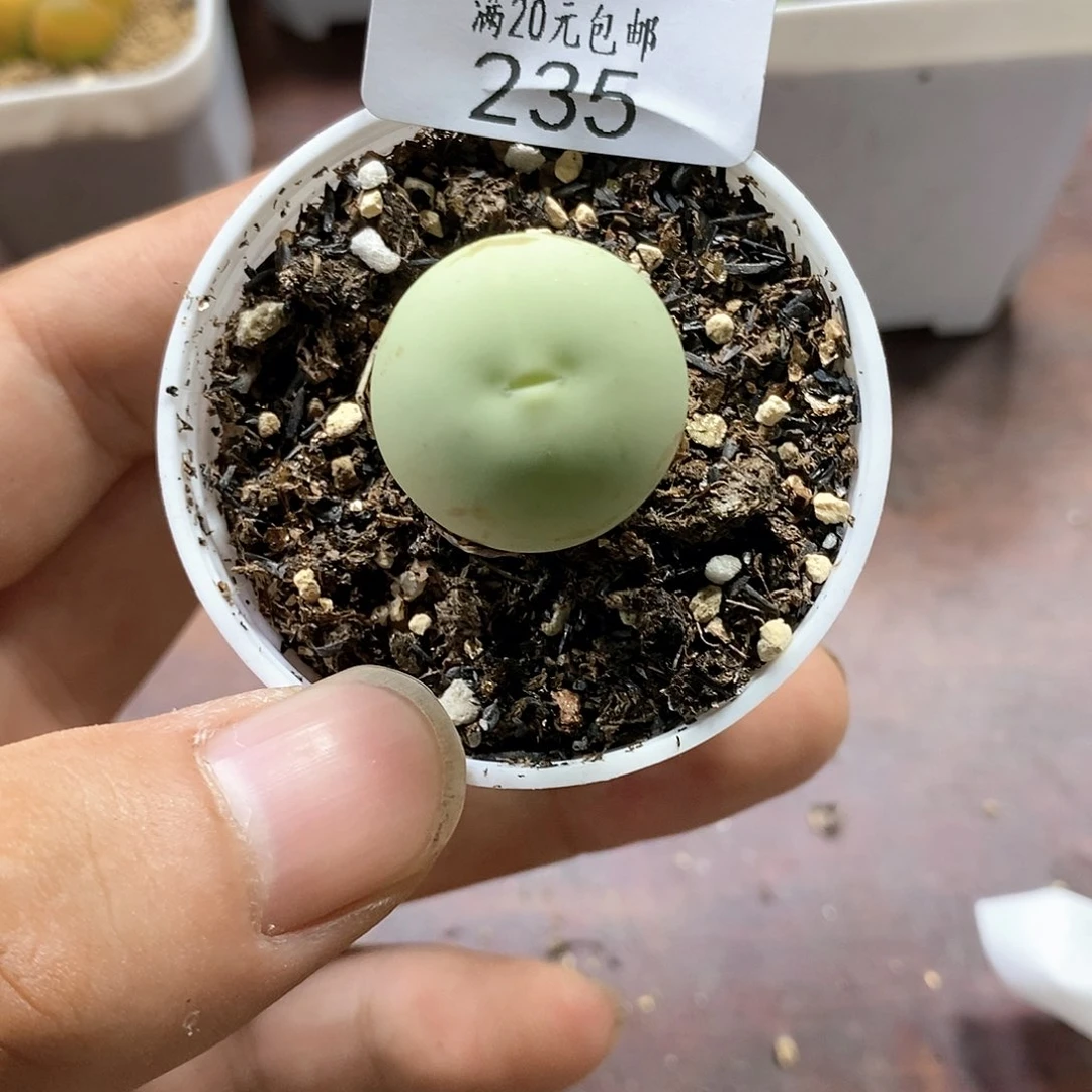 235、鸽子蛋2.1、带盆土发货