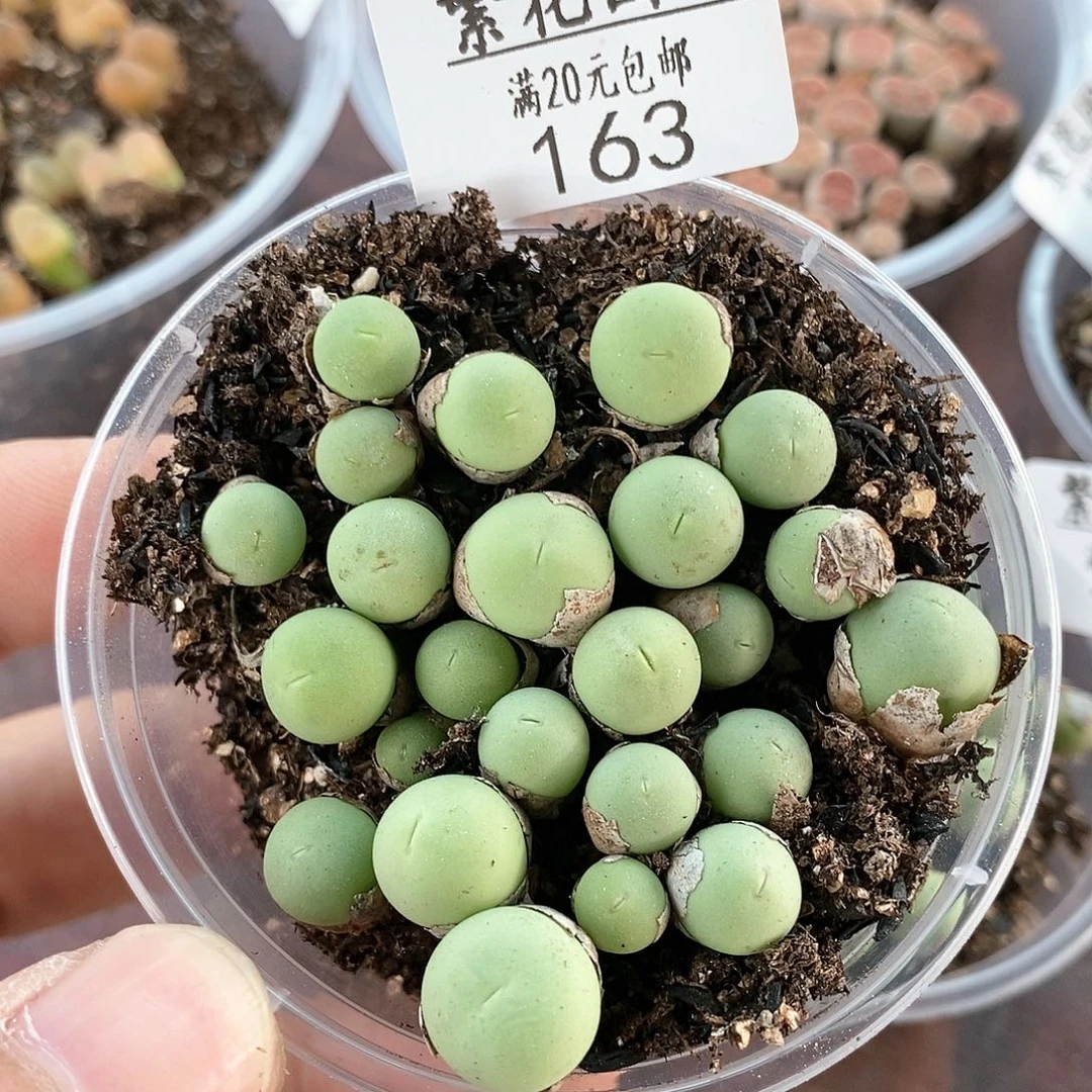 163、鸽子蛋、带盆土