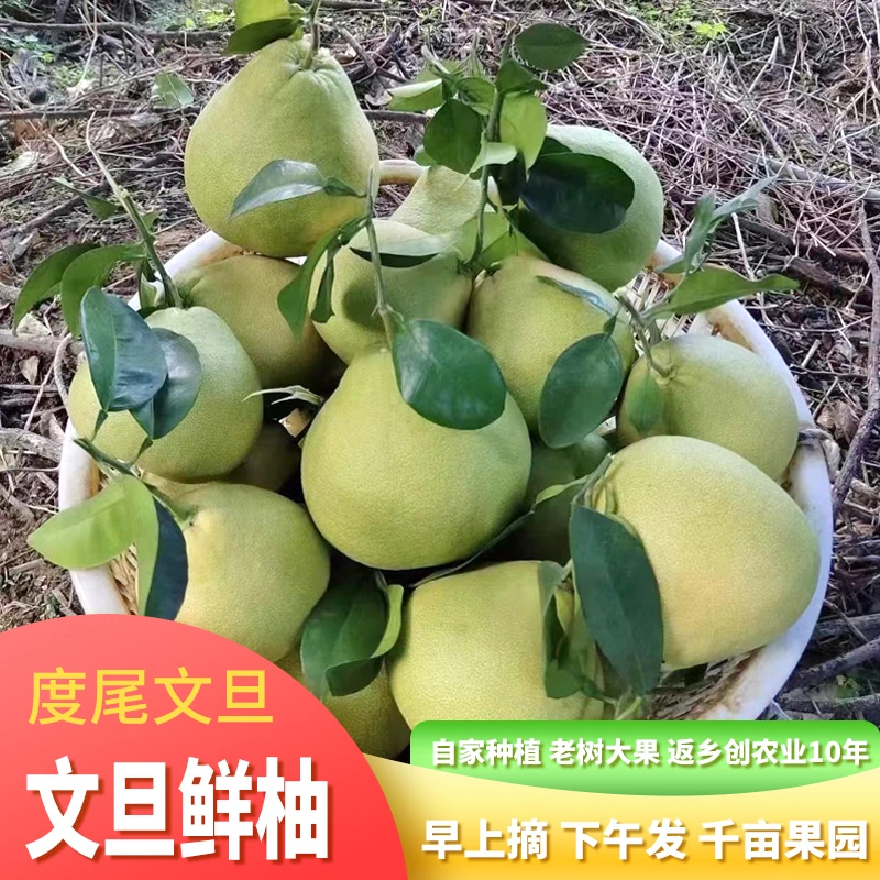 莆田度尾文旦柚子福建当季新鲜水果青红心柚新鲜整箱包邮